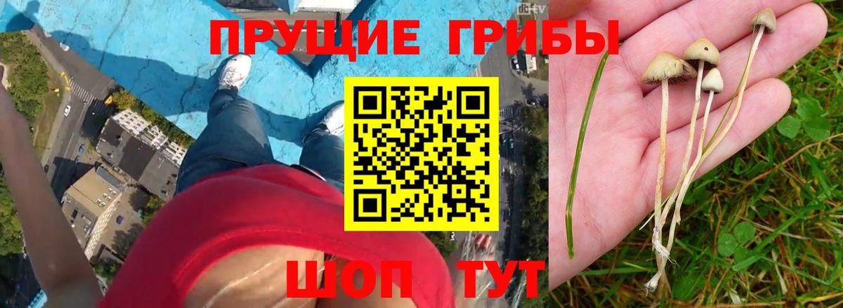 Советская Гавань  Галлюциногенные грибы GOLDEN TEACHER  Вход с VPN 
